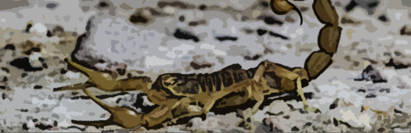 Zodiac-Scorpio-Scorpion-Sign1 An image of Sun Signs and zodiac scorpio scorpion sign1. Many people will know about the sun signs, normally used in horoscope compatibility for love horoscopes and the daily newspapers.
